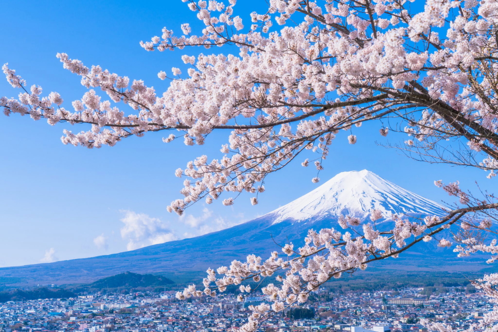 桜の夢 夢占い 意味