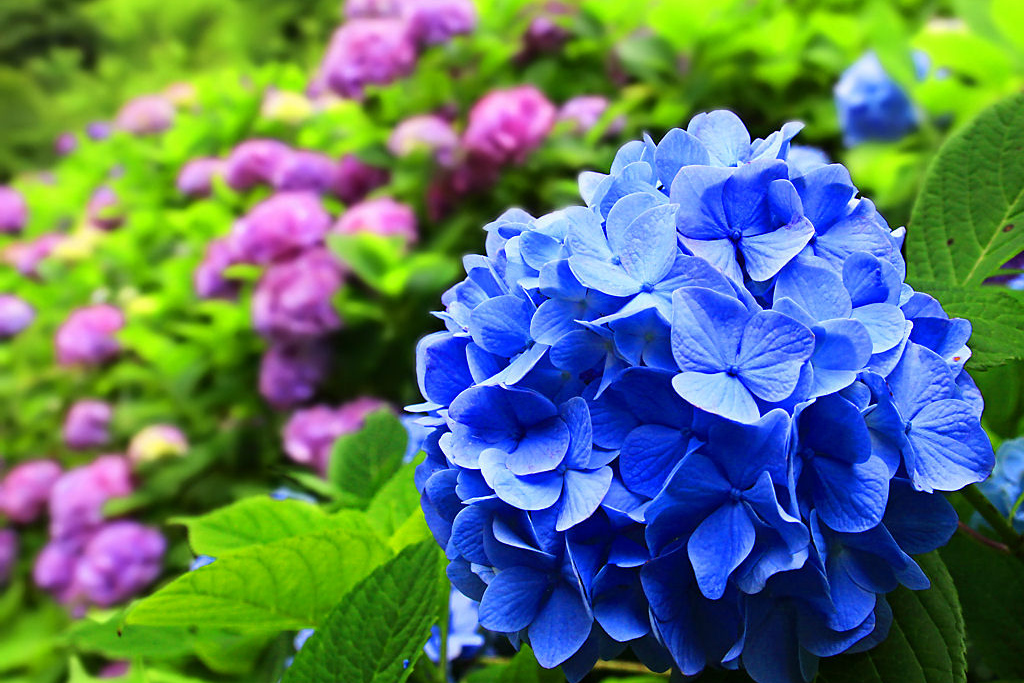 紫陽花の夢 あじさい 夢占い 意味